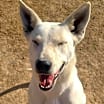Thumbnail photo of Zazu #4