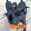 Thumbnail photo of Tramp #2