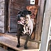 Thumbnail photo of Oscar #4
