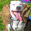 Thumbnail photo of Marvian- IN FOSTER #1