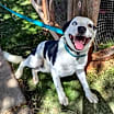Thumbnail photo of Ruckus #1