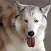 Thumbnail photo of Lilibet #3