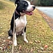 Thumbnail photo of Tucker #1