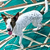 Thumbnail photo of Hazelnut #1