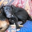 Thumbnail photo of Zander #2