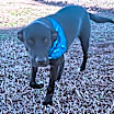 Thumbnail photo of Zander #4