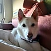 Thumbnail photo of Casper of MD #2