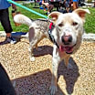 Thumbnail photo of Toby #2
