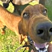 Thumbnail photo of Pedro #1