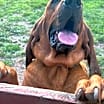 Thumbnail photo of Pedro #2