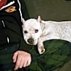 Thumbnail photo of Axel #2