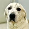 Thumbnail photo of Knox #1