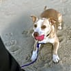 Thumbnail photo of Daisy #2