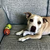 Thumbnail photo of Daisy #3