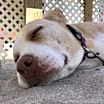 Thumbnail photo of Daisy #4