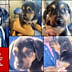 Thumbnail photo of Dasher #1