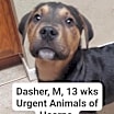 Thumbnail photo of Dasher #2