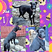 Thumbnail photo of Jack #1