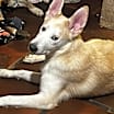 Thumbnail photo of Bruno #1