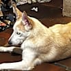 Thumbnail photo of Bruno #2