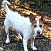 Thumbnail photo of Toby #1