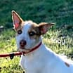 Thumbnail photo of Toby #2