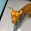 Thumbnail photo of Simba #1