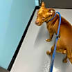 Thumbnail photo of Simba #2