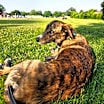 Thumbnail photo of Rindle #2