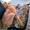 Thumbnail photo of Rindle #4