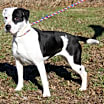 Thumbnail photo of Lucy (Spayed) #1