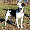 Thumbnail photo of Lucy (Spayed) #2