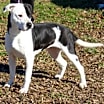 Thumbnail photo of Lucy (Spayed) #3