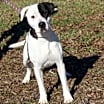 Thumbnail photo of Lucy (Spayed) #4