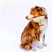 Thumbnail photo of Misio #1