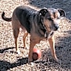 Thumbnail photo of Axel #2
