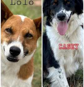 Photo of Lolo and Casey