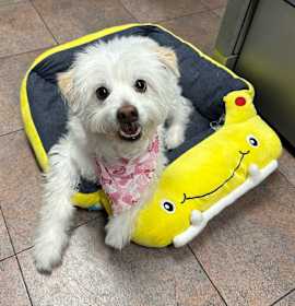 Photo of BANDIT