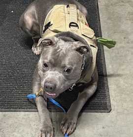 Photo of Kevin Gorgeous Living with Trainer More to Come