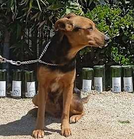 Photo of Maggie
