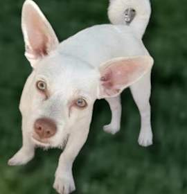 Photo of Coco