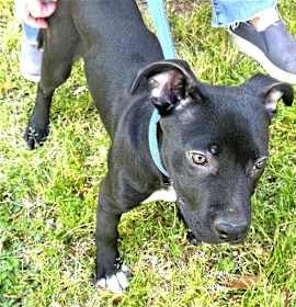 Photo of Loki found with his brother 6 Months old