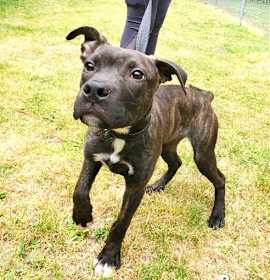 Photo of Bruno 6 Month Old Healthy Little Boy