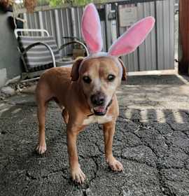 Photo of CORNBREAD (BLIND SENIOR)