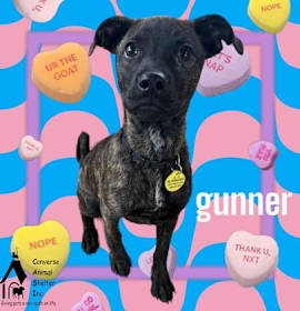 Photo of Gunner (was LOKI)