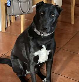 Photo of Luna