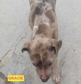 Photo of GRACIE