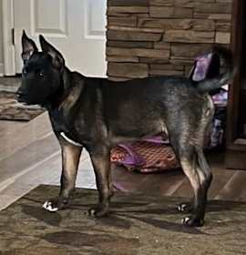 Photo of Jango