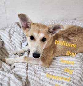Photo of William