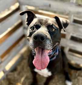 Photo of Neo Silly Sweet Kid Friendly Good Boy